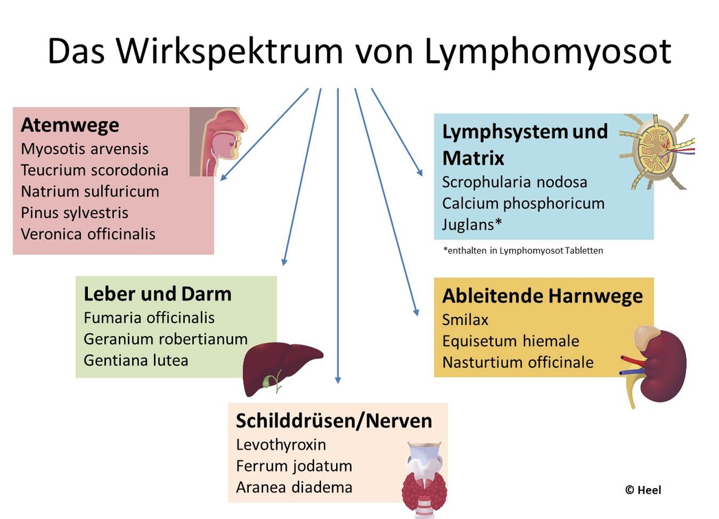 Das Wirkspektrum von Lymphomyosot